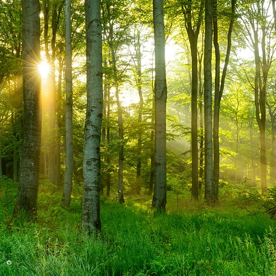 shot of sun through trees in a forest